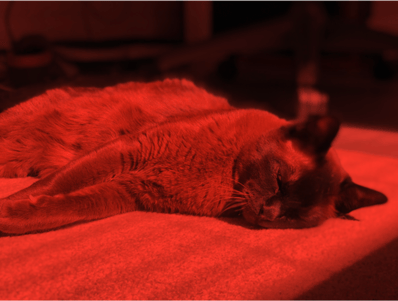 An image of a cat tinted red.
